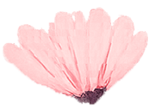 MALV015 – THU M NGUYEN (F) –