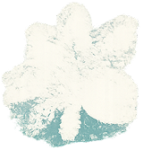 MALV007 – Hieu M Nguyen (M)